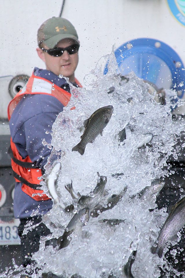 Photo by Ron Newberry                                Thousands of rainbow trout are released into Goss Lake on South Whidbey in April.