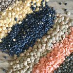 Contributed photo &mdash;                                Lentils come in a variety of sizes and colors. Gaston&rsquo;s book touches upon how to best prepare different varieties of lentils.
