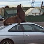 Megan Hansen / Whidbey News Group &mdash; A California sea lion perches atop a small Honda at Nichols Brothers Boat Builders on Saturday. That animal spent the day around the yard, capturing the attention of locals and news organizations around the country.
