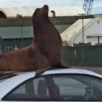 Sea lion visits Nichols Brothers, makes national news