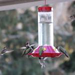 Coupeville couple has its hands full with hummingbirds