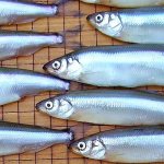 Surf smelt are small fish typically between 6-8 inches that attract jig fishers around North Whidbey this time of year. Photo provided by Dayv Lowry, Washington Department of Fish and Wildlife