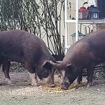Photo submitted                                Island County&rsquo;s animal control officer found the owner of a couple of pigs that were loose on Central Whidbey.