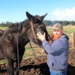 Photo by Jessie Stensland/Whidbey News-Times                                North Whidbey resident John Wallace visits with Buster, a mule that suffered a mysterious eye injury earlier this month.