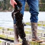 Mussels show their might this weekend