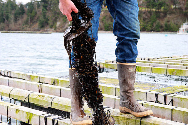 Mussels show their might this weekend