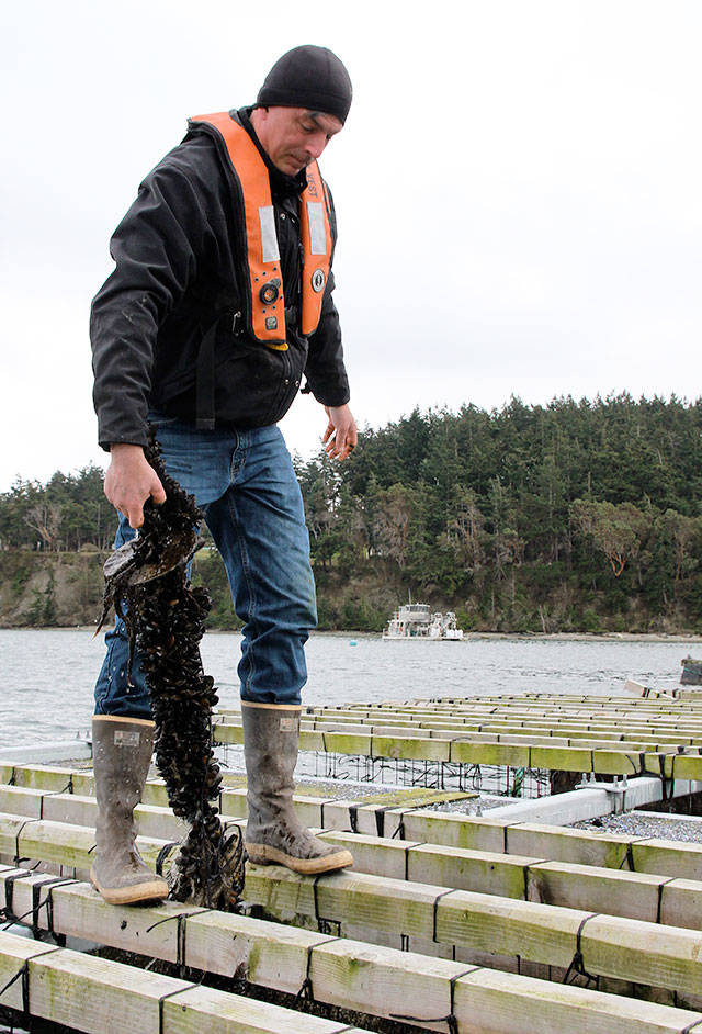 Tim Jones, farm manager for Penn Cove Shellfish, pulls up a line of mussels from one of the company&rsquo;s rafts. He estimates 4,000 lbs of the bountiful bivalves will be harvested and used for this weekend&rsquo;s MusselFest in Coupeville. Photo by Patricia Guthrie/Whidbey News-Times