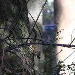 A brown squirrel carries a cone near the wooded trails at Meerkerk Gardens in Greenbank March 17. Photo by Ron Newberry/Whidbey News-Times