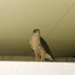 Evan Thompson / The Record &mdash; The sharp-shinned hawk perched itself near the produce section inside The Goose for several hours on Wednesday.