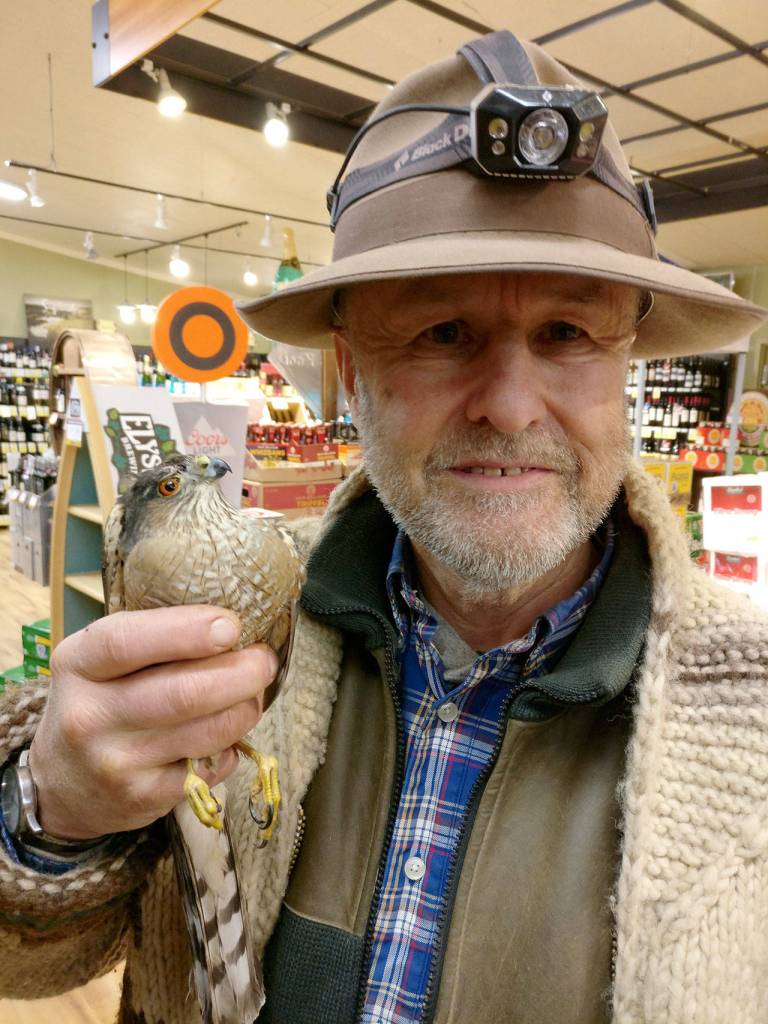 Evan Thompson / The Record &mdash; Falconer Steve Layman donned a headlamp and used a tactical strobing flashlight to successfully captured the sharp-shinned hawk Wednesday night inside The Goose.
