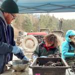 These mussels fresh out of the water of Penn Cove are bound for a scientific study measuring copper levels in the harbors of five regional marinas. Copper is being phased out as an ingredient in marine paint. Photo provided by Washington State Department of Ecology