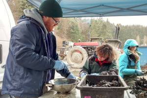 Mussels serving key role in scientific study
