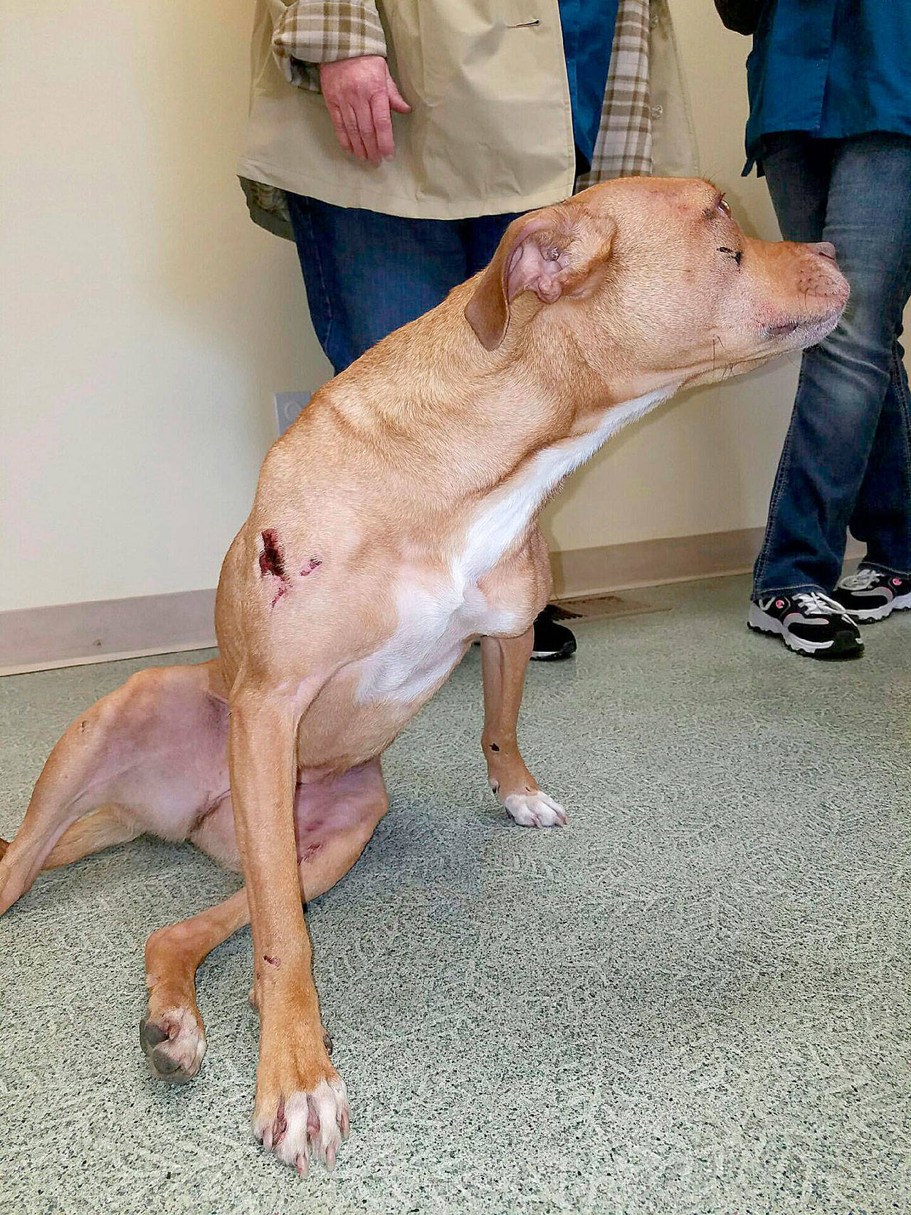 A dog named Daisy is evaluated at the WAIF shelter near Coupeville. The pitbull was euthanized after suffering massive injuries from being thrown from a vehicle and struck by vehicles.
