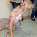 A dog named Daisy is evaluated at the WAIF shelter near Coupeville. The pitbull was euthanized after suffering massive injuries from being thrown from a vehicle and struck by vehicles.