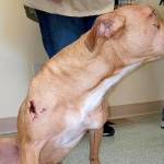 Dog suffers ‘massive trauma’ after being thrown from car