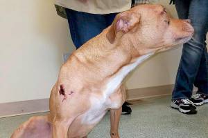 Dog suffers ‘massive trauma’ after being thrown from car