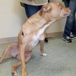 A dog named Daisy is evaluated at the WAIF shelter near Coupeville. The pitbull was euthanized after suffering massive injuries from being thrown from a vehicle and struck by vehicles.