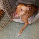 A pitbull named Daisy is euthanized after suffering injuries from being thrown out of a car.
