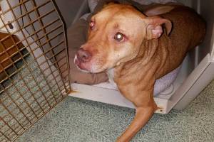 $2,000 reward offered in animal cruelty case