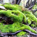 The Pacific Northwest&rsquo;s prolofic moss dominates the forest floor in this March visit to Greenbank&rsquo;s Meerkerk Gardens. Photo by Ron Newberry/Whidbey News-Times