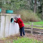 Island County environmental health educator Maribeth Crandell peeks into an above ground septic tank. The tank and exposed pipes are part of a demonstration sight. She&rsquo;ll lead free septic system safety classes for the public throughout the county this spring. Photo by Patricia Guthrie/Whidbey News-Times