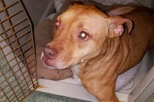 Reward in animal cruelty case increased to $15,000