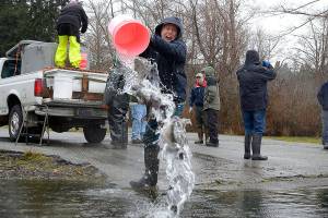 Five Western Washington fishing clubs pooled resources to stock 450 one-pound rainbow trout in Lone Lake in late February after the lake experienced a massive fish die off due to low oxygen levels in September. The state also planted more than 3,000 trout in March to aid in the recovery. This lake won&rsquo;t be ready for anglers to catch 18-inch trout at this special-rules, trophy trout lake until at least the fall, one state fish biologist said. won&rsquo;t Photo by Justin Burnett/Whidbey News Group