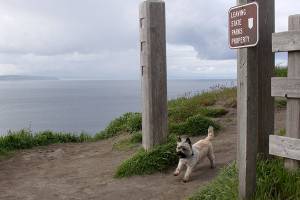 Robby the terrier trots along the hiking trail at Ebey&rsquo;s Landing State Park Thursday, April 20, 2017. A 3.1-magnitude earthquake struck two miles offshore from the park Wednesday night. Photo by Ron Newberry/Whidbey News-Times.