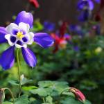 A columbine perennial shows its color in the greenhouse at Coupeville High School. The Coupeville Garden Club has raised a number of plants for the club&rsquo;s annual plant sale Saturday, April 29 at the Rec Hall. Photo by Ron Newberry/Whidbey News-Times