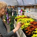 Marie Magee, co-president of the Coupeville Garden Club, prepares for the club&rsquo;s annual plant sale Monday, April 24, 2017, at the Coupeville High School greenhouse. The sale, the club&rsquo;s biggest fundraiser of the year, will be held Saturday, April 29 at the Rec Hall. Photo by Ron Newberry/Whidbey News-Times