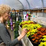 Marie Magee, co-president of the Coupeville Garden Club, prepares for the club&rsquo;s annual plant sale Monday, April 24, 2017, at the Coupeville High School greenhouse. The sale, the club&rsquo;s biggest fundraiser of the year, will be held Saturday, April 29 at the Rec Hall. Photo by Ron Newberry/Whidbey News-Times