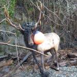 Bruiser&rsquo;s biggest tangle since his first sighting on Whidbey nearly five years ago &mdash; a heavy rope swing in his antlers. Photo provided by Washington State Fish and Wildlife