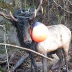 Bruiser, Whidbey Island&rsquo;s lone elk, gets into his biggest tangle since coming to North Whidbey in the fall of 2012. In February, State Department of Fish and Wildlife enforcement officers and biologists had to tranquilize him over concern for his well-being after he got tangled up in a heavy rope swing. They freed him of the debris and days later were able to shoo him off a beach back into the woods. He had been dehydrated. Photos courtesy of Washington Department of Fish and Wildlife.