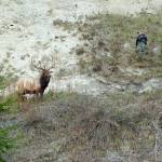Andrew Stout, enforcement officer with the State Department of Fish and Wildlife, keeps a safe distance from Bruiser, Whidbey Island&rsquo;s lone elk, while trying to shoo him away from a North Whidbey beach and back into the woods in February. Bruiser had hung around the beach for 10 days after getting tangled up in a rope swing on Super Bowl Sunday. He was tranquilized while the debris was removed but still didn&rsquo;t want to leave from the beach area. Photo courtesy Washington Department of Fish and Wildlife