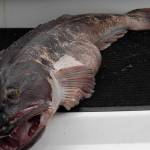 Lingcod season starts Monday, May 1 in Puget Sound waters. Nicknamed &ldquo;bucketheads,&rdquo; the bottom fish are considered excellent tablefare. Photo courtesy of Washington Department of Fish and Wildlife