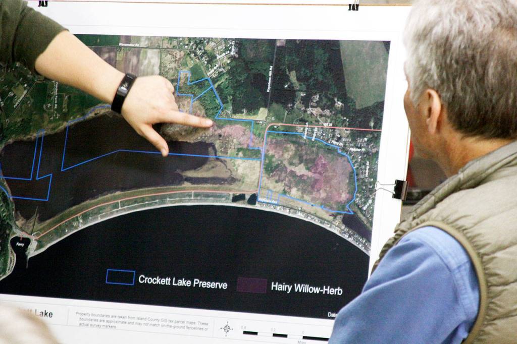 Jessica Larson points out where hairy willow-herb has gained its largest foothold on the eastern portion of the Crockett Lake Wetland Preserve. The semi-aquatic perennial herb spreads through windblown seeds and thick rhizomes underground. Photo by Ron Newberry/Whidbey News-Times