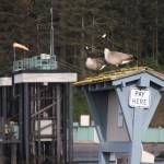 A pair of Canada geese guards a day-use fee sign near Coupeville ferry terminal Thursday morning. Photo by Ron Newberry/Whidbey News-Times