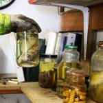 Many weird things have been left at the toxic waste site over the years, including unidentifiable jars of snakes, worms and fish, points out Gene Clark, recycling and hazardous waste coordinator.