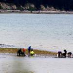 Clam diggers survey the beaches on the west end of Penn Cove Saturday, April 29. State Fish and Wildlife enforcement officers reminded clammers over the weekend that that beach is closed until June 1. Photo by Patricia Guthrie/Whidbey News-Times