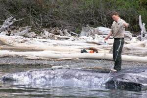 Taylor Kimball, enforcement officer with the Washington Department of Fish and Wildlife, tries to loop a line around a dead gray whale Wednesday to keep it beached in a remote area in Bellingham Bay until a necropsy can be performed. Kimball and fellow officer Ralph Downes from Central Whidbey towed the whale from the middle of the bay &mdash; all part of a day&rsquo;s work in their career field. Photo by Ron Newberry/Whidbey News-Times