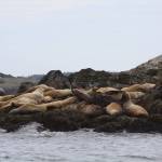 Stellar sea lions grunt their dissatisfaction with Washington Department of Fish and Wildlife enforcement officers Ralph Downes and Taylor Kimball near Friday Harbor Wednesday, May 10, 2017. Photo by Ron Newberry/Whidbey News-Times