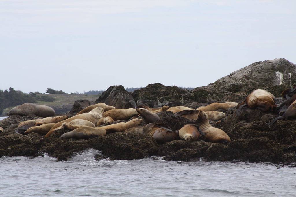 Stellar sea lions grunt their dissatisfaction with Washington Department of Fish and Wildlife enforcement officers Ralph Downes and Taylor Kimball near Friday Harbor Wednesday, May 10, 2017. Photo by Ron Newberry/Whidbey News-Times