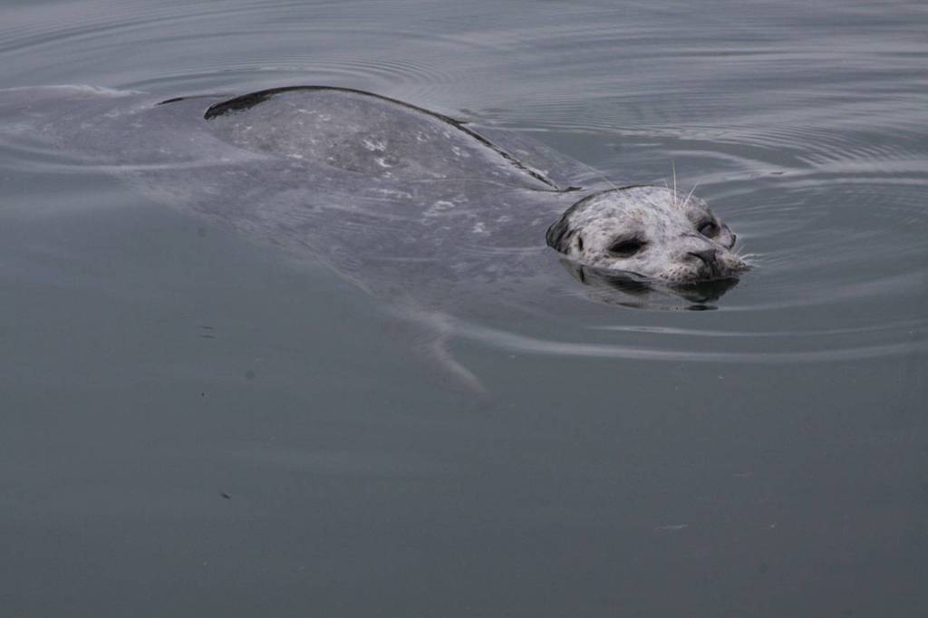 Popeye the harbor seal looks for a snack at Friday Harbor Wednesday, May 10, 2017. Photo by Ron Newberry/Whidbey News-Times
