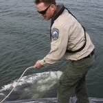 Taylor Kimball, Department of Fish and Wildlife enforcement officers, tries to get a crab line around a 40 foot gray whale that was found dead in Bellingham Bay Wednesday, May 10, 2017. Kimball and fellow officer Ralph Downes of Region 4 towed the whale to a remote beach, where a necropsy will be performed to determine how it died. Photo by Ron Newberry/Whidbey News-Times