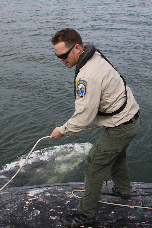 Taylor Kimball, Department of Fish and Wildlife enforcement officers, tries to get a crab line around a 40 foot gray whale that was found dead in Bellingham Bay Wednesday, May 10, 2017. Kimball and fellow officer Ralph Downes of Region 4 towed the whale to a remote beach, where a necropsy will be performed to determine how it died. Photo by Ron Newberry/Whidbey News-Times