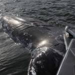 The gray whale floats belly up in Bellingham Bay as a Washington Department of Fish and Wildlife patrol vessell arrives Wednesday, May 10, 2017. At an estimated 40 feet, the female whale was about 10 feet longer than the boat. Photo by Ron Newberry/Whidbey News-Times