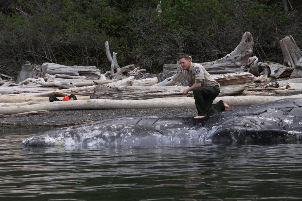 Taylor Kimball, enforcement officer with Washington Department of Fish and Wildlife, pauses for a moment before he ties a rope around a 40-foot gray whale that was found dead in Bellingham Bay Wednesday, May 10, 2017. Kimball used crab line to secure the whale to a tree after a three-hour tow. He and fellow officer Ralph Downes towed the whale to the remote beach for a necropsy. Photo by Ron Newberry/Whidbey News-Times