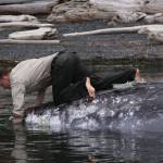 Taylor Kimball, enforcement officer with Washington Department of Fish and Wildlife, tries to secure a line around a dead gray whale in Bellingham Bay Wednesday, May 10, 2017. Kimball used crab line to secure the whale to a tree. He and fellow officer Ralph Downes towed the whale to the beach for a necropsy. Photo by Ron Newberry/Whidbey News-Times