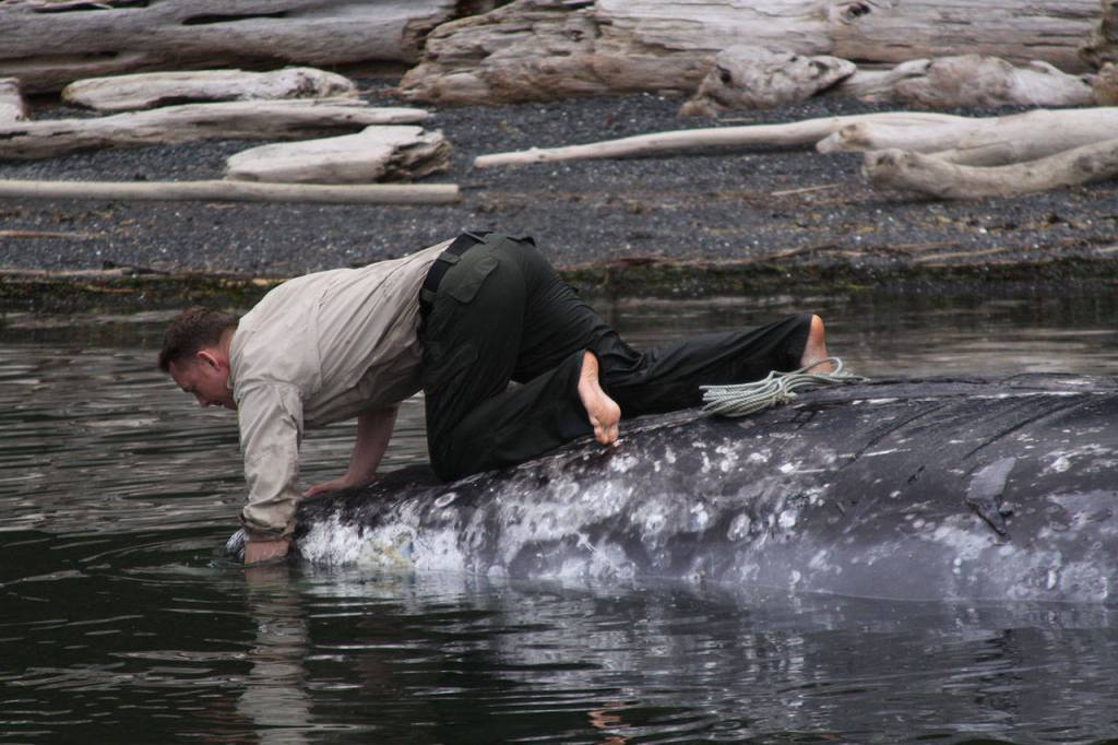 Taylor Kimball, enforcement officer with Washington Department of Fish and Wildlife, tries to secure a line around a dead gray whale in Bellingham Bay Wednesday, May 10, 2017. Kimball used crab line to secure the whale to a tree. He and fellow officer Ralph Downes towed the whale to the beach for a necropsy. Photo by Ron Newberry/Whidbey News-Times