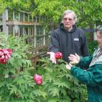 Doug and Shannon Nuckols show off their peonies, part of the garden they&rsquo;re opening for tours from 11 a.m. to 5 p.m. Saturday at 1096 Ridgeway Drive in Oak Harbor. Freewill donations will go to Compassion First, an organization that rescues women and children from human trafficking. Photo by Daniel Warn/Whidbey News-Times